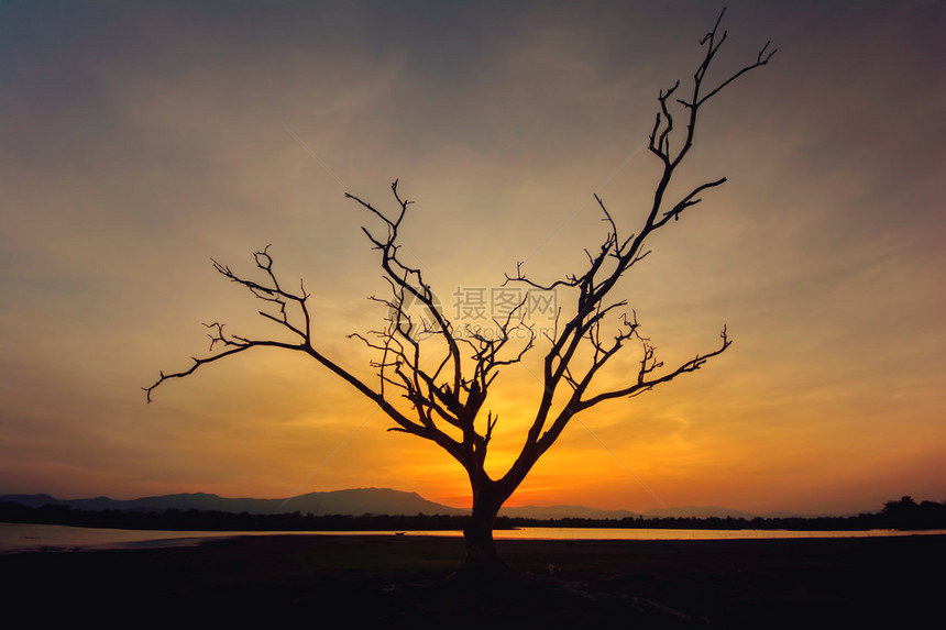 日落泰国的孤独死树图片