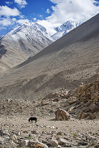 孤独的黑马和雪山脉拉达克印度2014图片