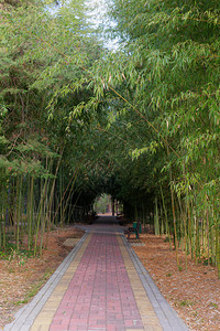竹荫下的花园小径图片
