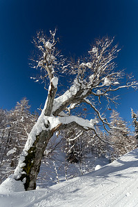 斯洛文尼亚JulianAlps山的Vogel滑雪中心附图片