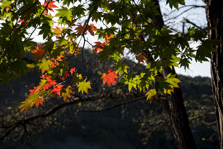 红枫叶和湖背景南怡韩国图片