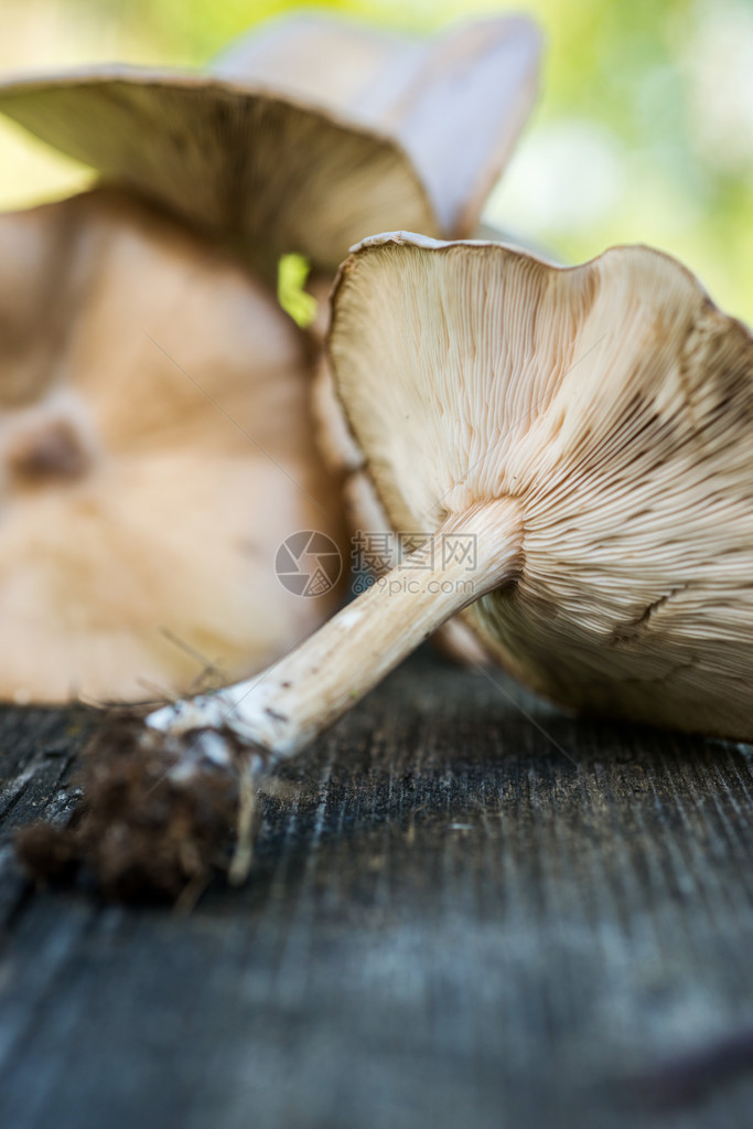 自然背景之上木甲板上的蘑菇图片