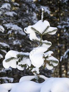 森林中白雪覆盖的云杉图片