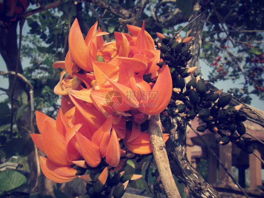 新几内亚爬行者的橙色花图片