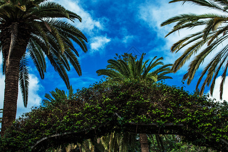 蓝天白云前景是棕榈树图片