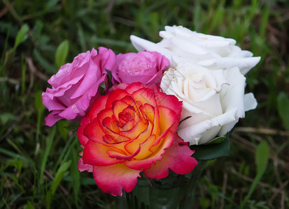 地上的五颜六色的玫瑰花束图片