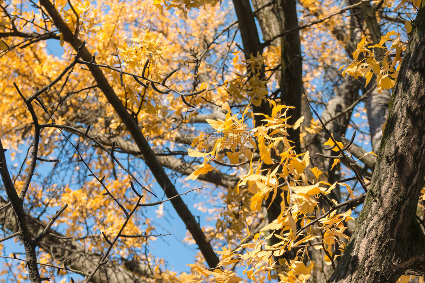 秋天树枝上的黄叶图片