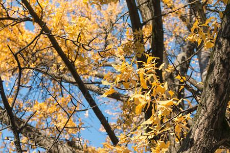 秋天树枝上的黄叶图片