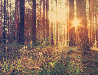 树林中的日落反转过滤内stag图片