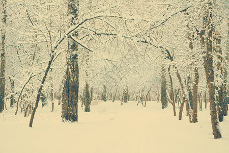 冰冻的树林覆盖着积雪反转式过图片