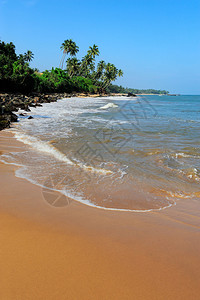 斯里兰卡有棕榈的图片