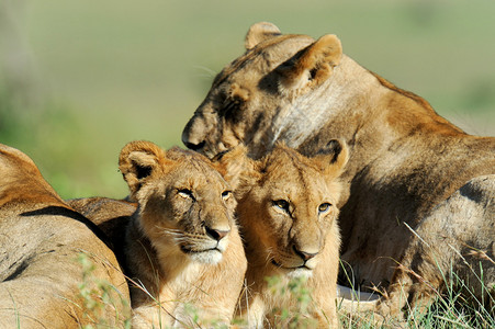 肯尼亚公园MasaiMar图片