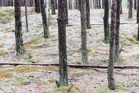 冬天在松树林中的小径有霜和雪图片