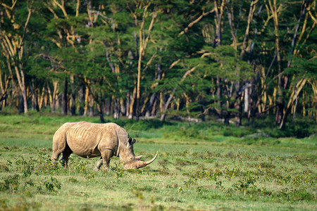 肯尼亚纳库鲁公园纳库鲁湖白犀牛图片