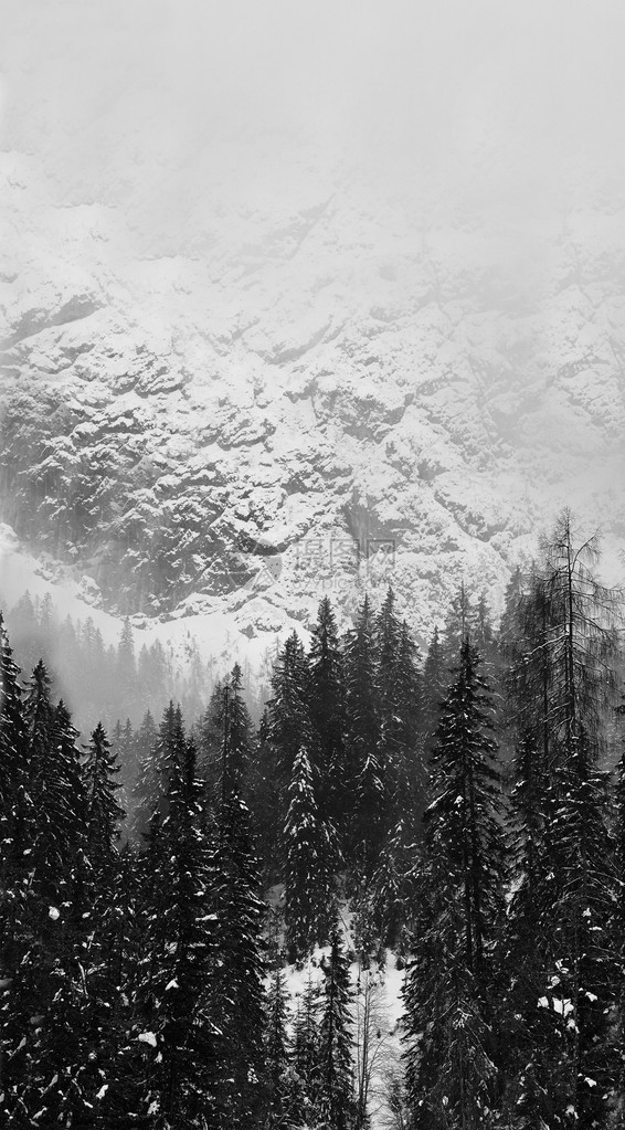 美丽的雪山和树木的黑图片