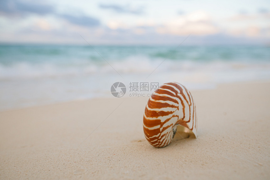 金色沙滩上的鹦鹉螺贝壳夕阳柔和的海浪图片