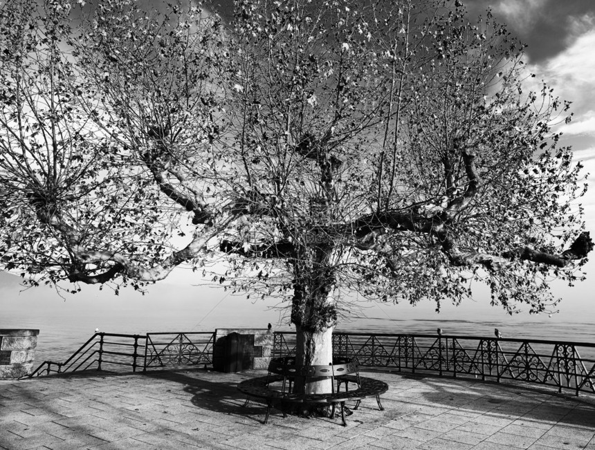 美丽的大树的黑色和白色图象在带长椅的全图片