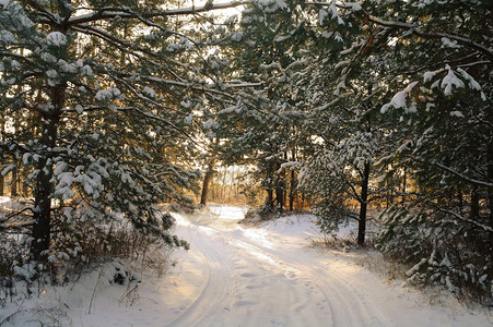 白雪皑的森林中的神奇日出图片