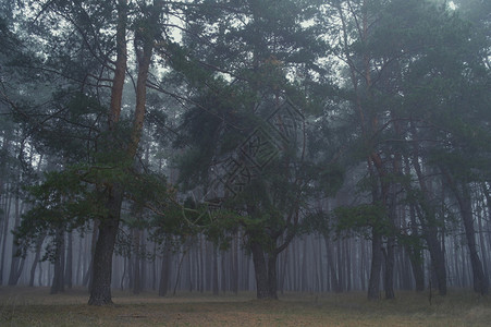 早晨在森林里的松树图片