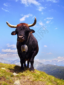 瑞士阿尔卑斯山的大母牛图片