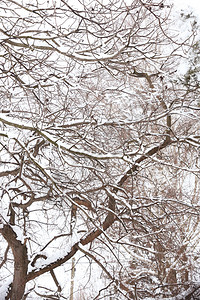 光秃的树枝上覆盖着新鲜的雪图片