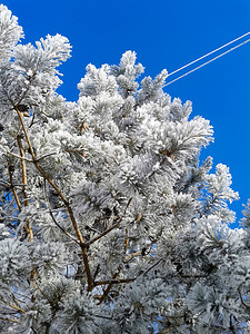 冬天背景与杉树覆盖着雪图片