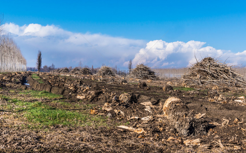 杨树砍伐后的农业场景图片