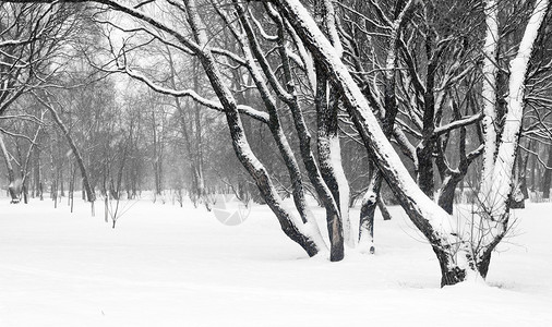 城市花园中的降雪前景中大树的白图片