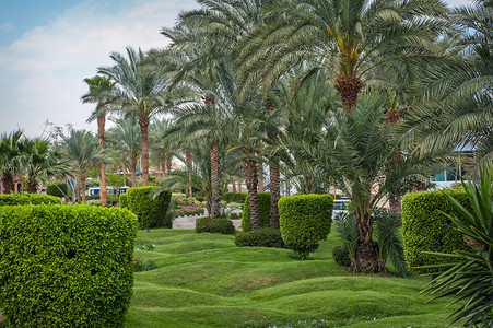 公园绿色草坪棕榈树图片