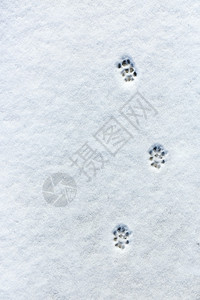 猫在新雪上的脚步图片