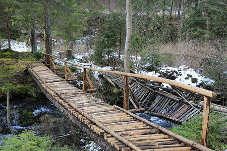 早春时分森林中的木桥图片