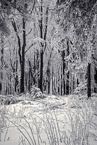 冬天在森林里的暴风雪图片