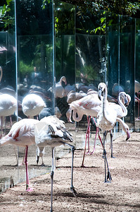 伊瓜苏公园的鸟类图片