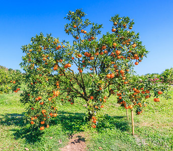 橘子树橘子农图片