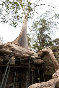 古代高棉建筑TaProhm寺庙在柬埔寨吴哥WatSie图片