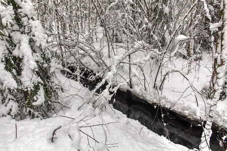 混交林中的冬季雪景图片