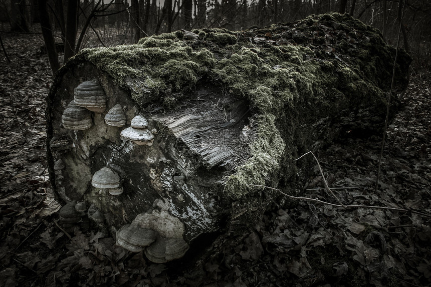 在一片黑暗森林中被苔树和蘑菇覆图片