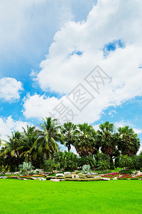 美丽的棕榈园图片