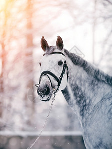 冬天日落时一匹灰色运动马的画像一匹运动种马的肖像纯种图片