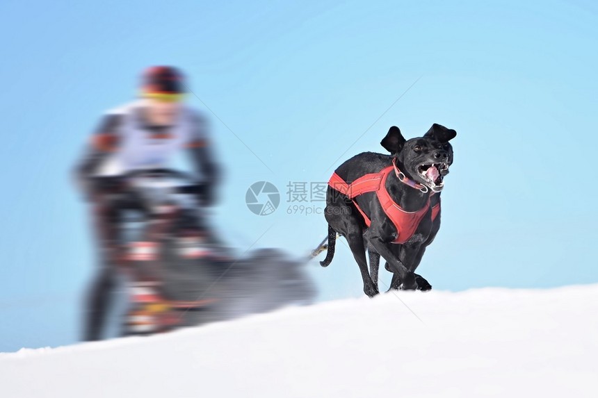 冬季雪地狗拉雪橇比赛图片