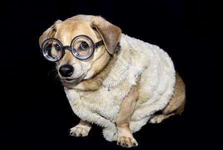 眼镜搞笑狗背景图片