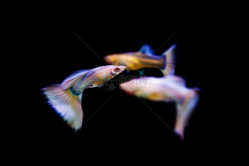 孔雀鱼热带鱼宠物图片