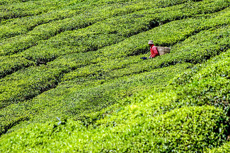 茶叶种植带采摘茶叶的茶叶树图片