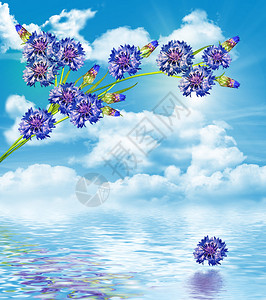 花朵在蓝天和云彩的蓝图片