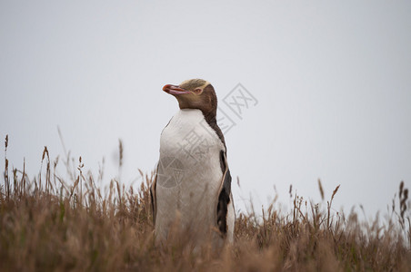 新西兰东海岸的黄眼企鹅组图片