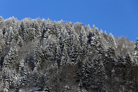 冬天有雪和树的山景图片
