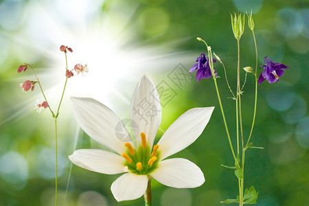 美丽的花朵特写图片图片