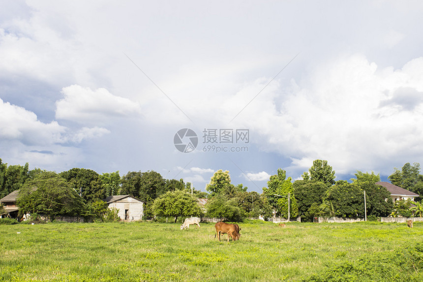 棕牛在草地上吃草图片