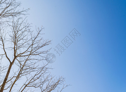 树和天空背景图片