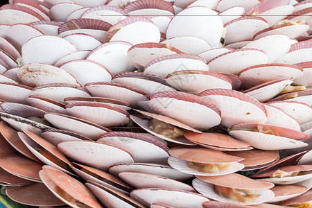 在新鲜海市场出售的带壳扇贝图片